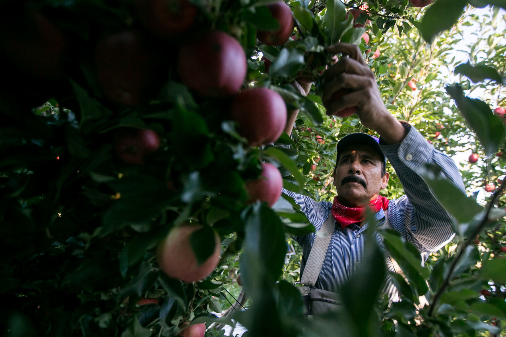 190905-es-news-farmworkershortageapples-2.jpg